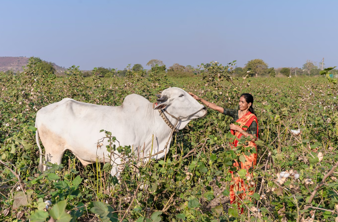 Complete Guide to Pulse Cultivation