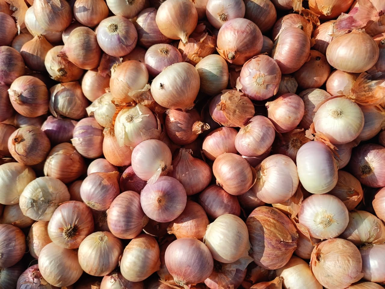 Kumbhari Garva Onion