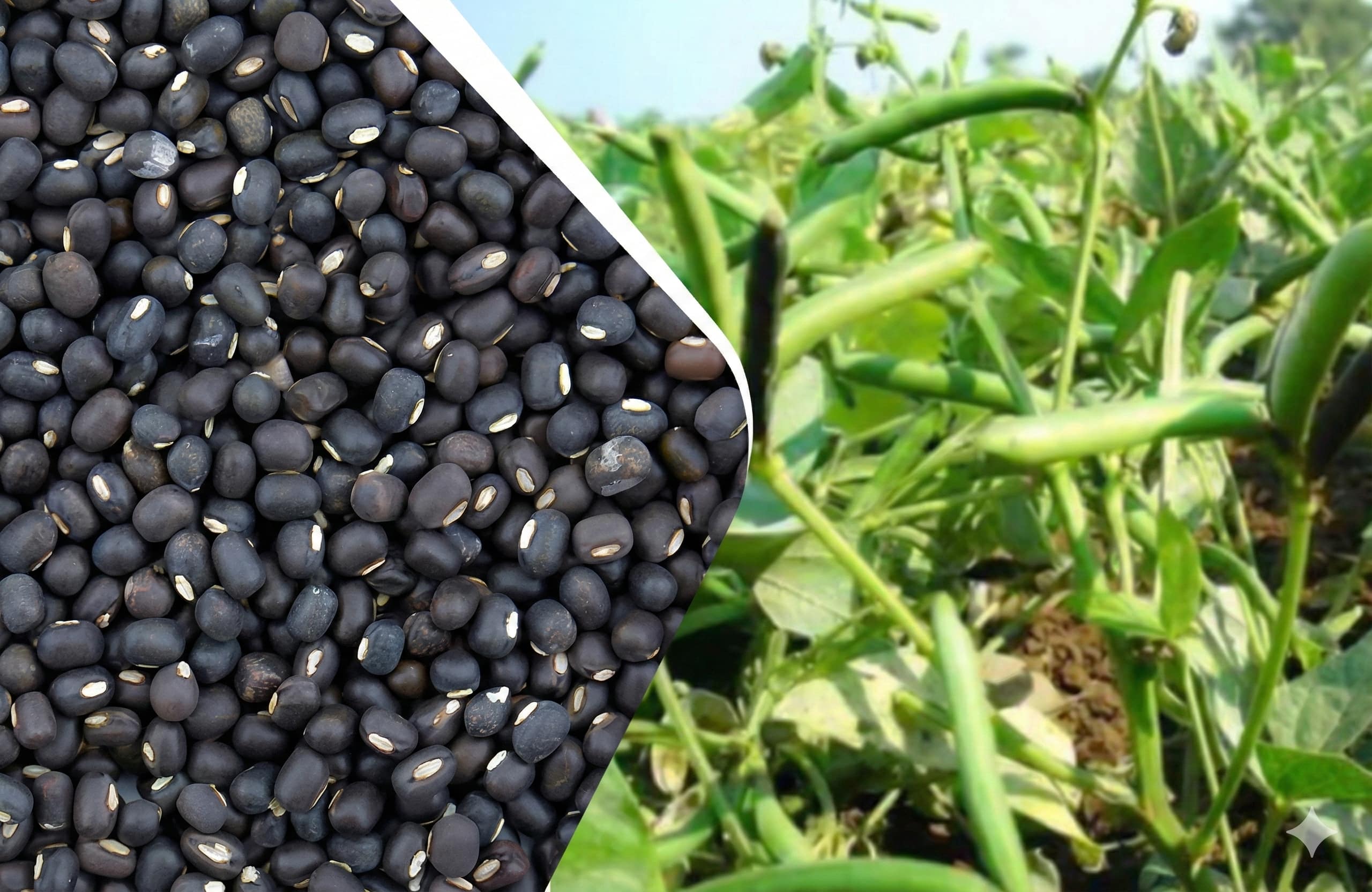 Premium Urad Dal